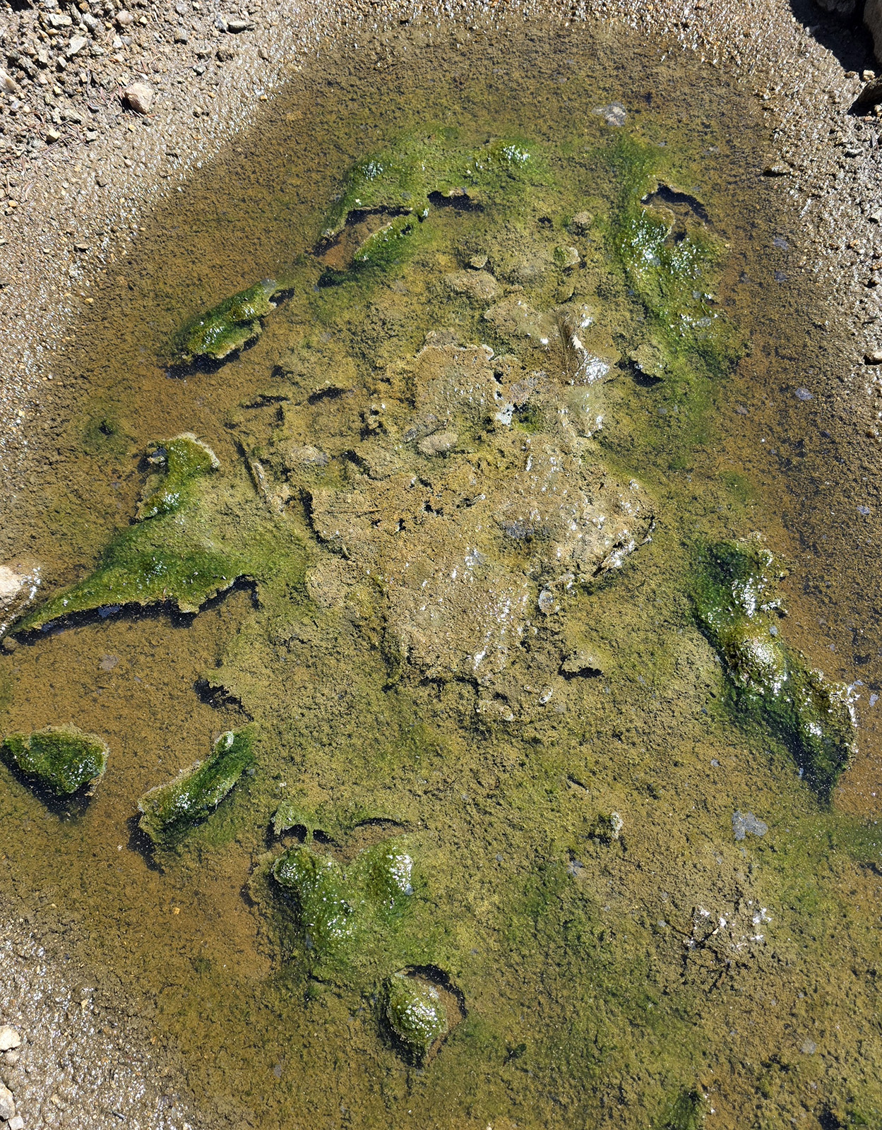 Detail biofilmu